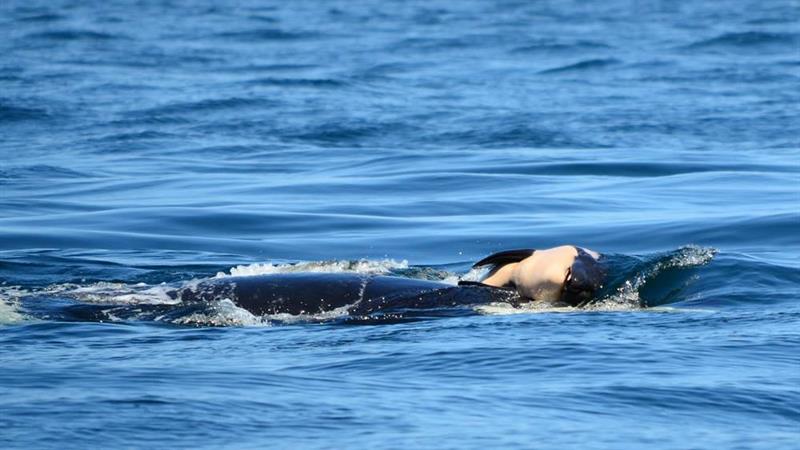 Orca carrega cria morta há 16 dias