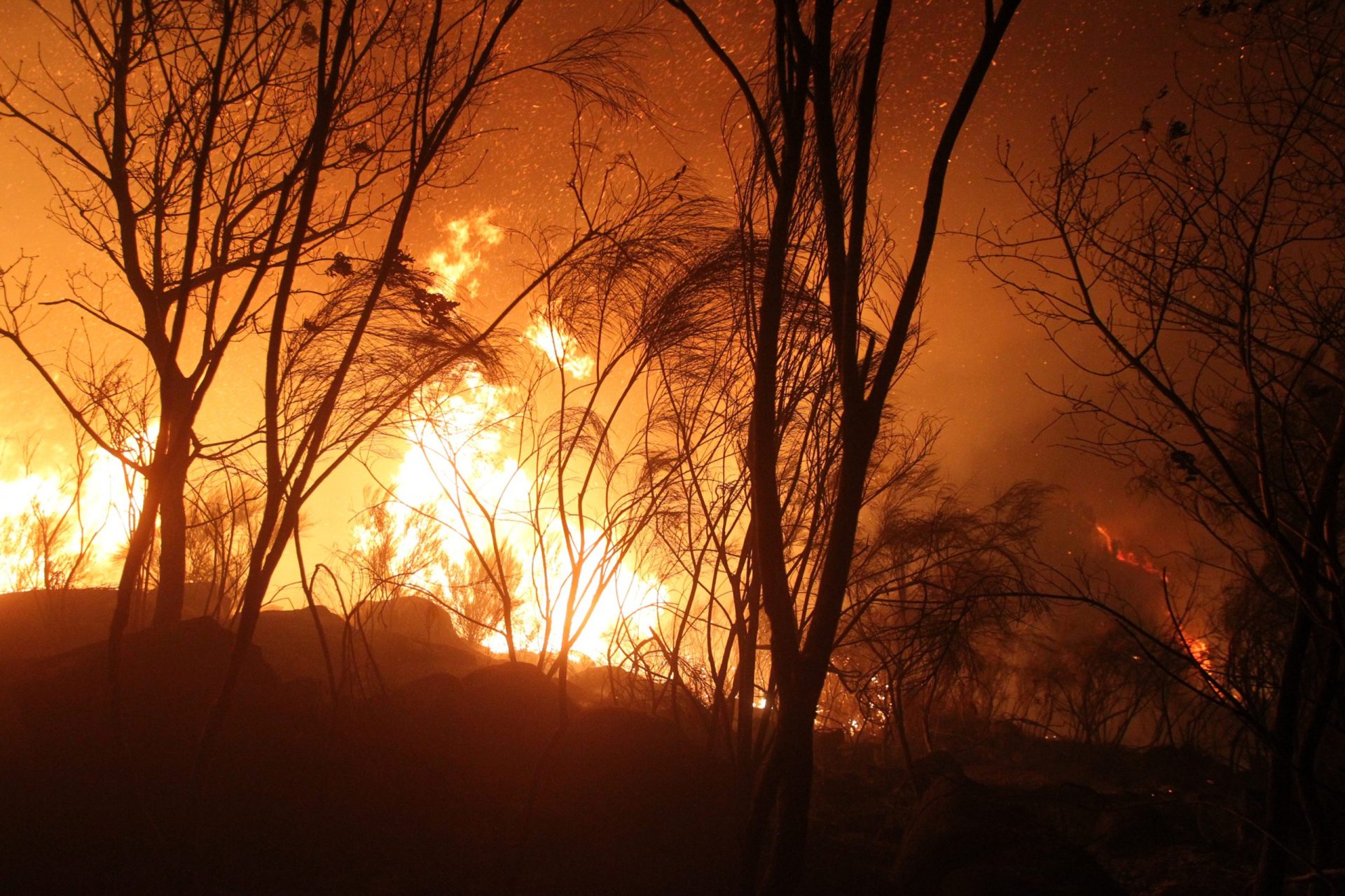 Portugal. Há quem acredite que esta é a solução perfeita para prevenir os incêndios