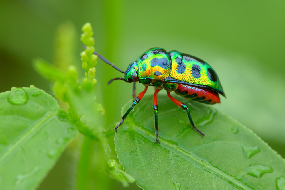 Os insectos que vamos comer