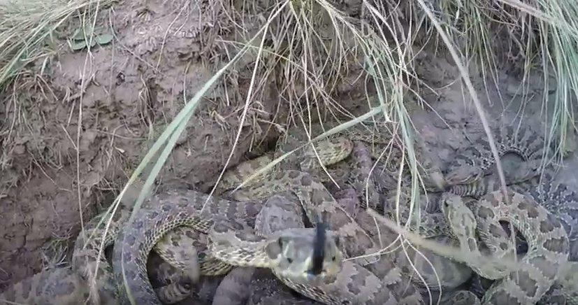 Esta GoPro caiu num ninho de cobras