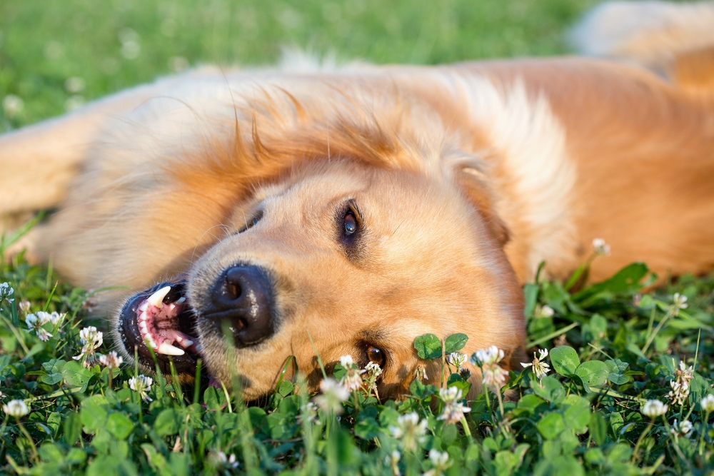 Sabe quantas palavras um cão pode aprender?