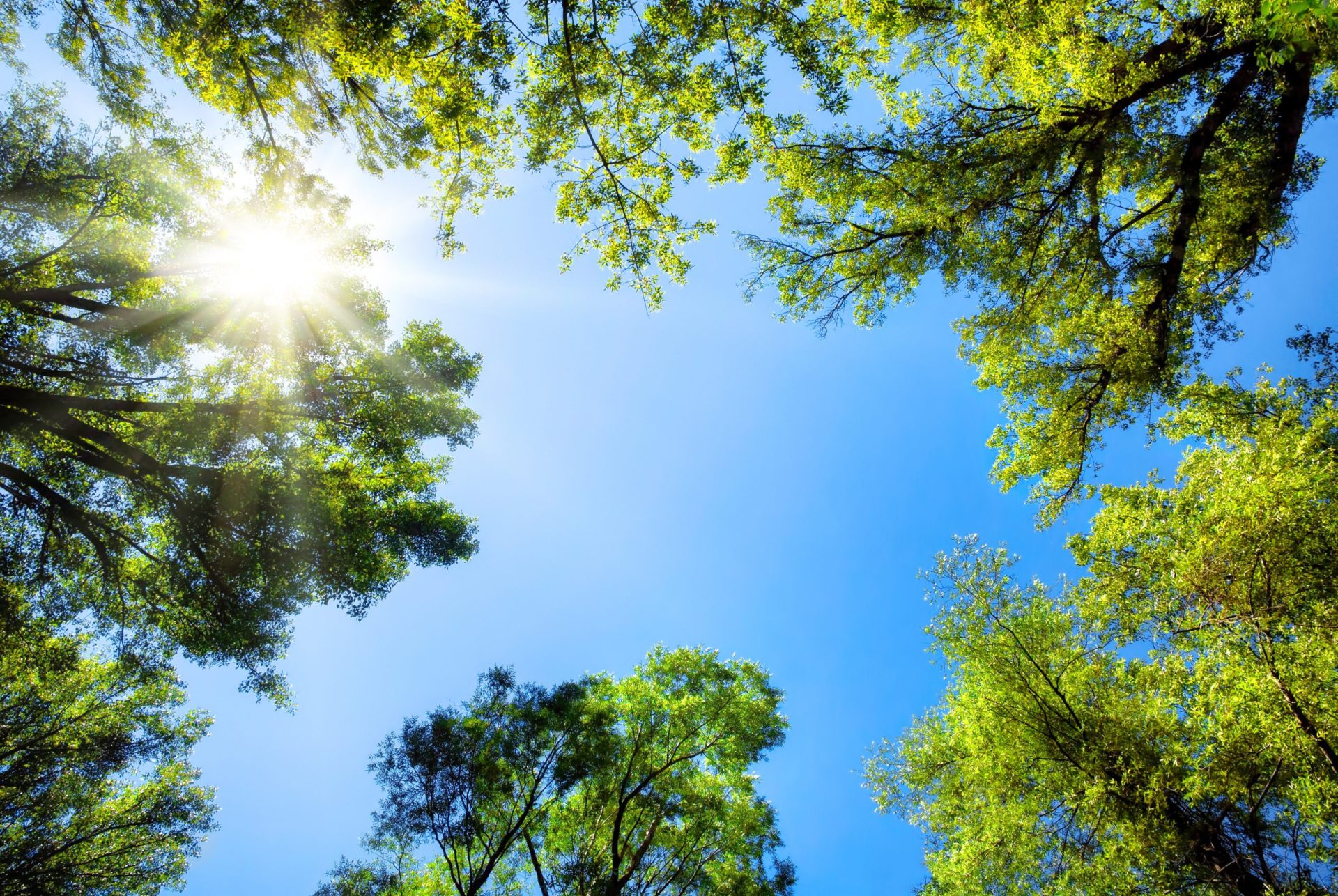 Escuteiros trocam telemóvel e computador por valores e natureza