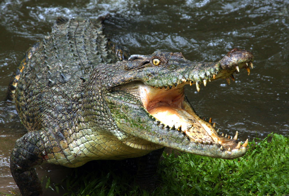 Piranhas, tigres e crocodilos a guardar uma prisão? É o que querem