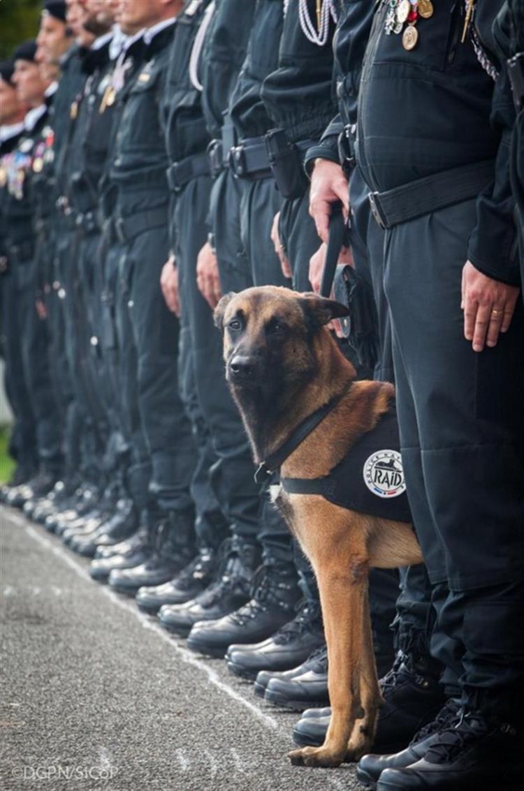 Cão-polícia morreu na operação em Saint-Denis