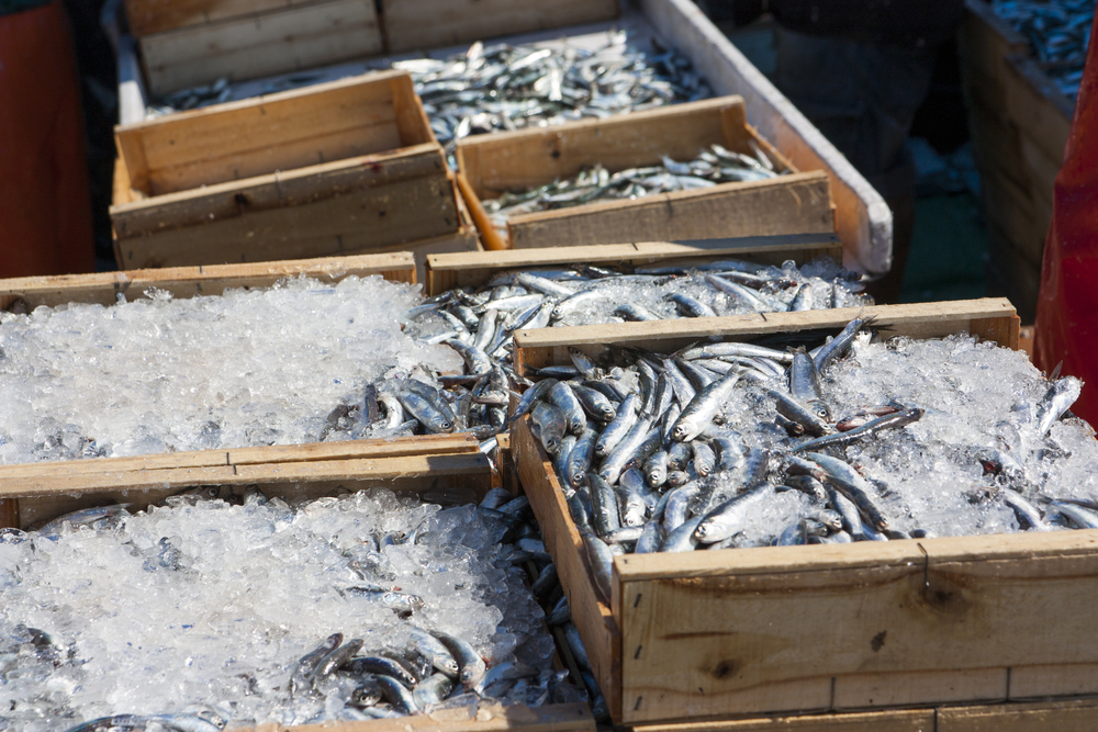 Metade dos pescadores compensados até ao final do mês por paragem na pesca da sardinha