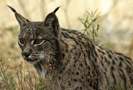 Lince ibérico que foi operado já recuperou e voltou à natureza