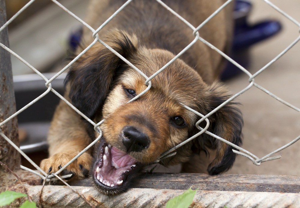 Mais de 100 animais apreendidos apreendidos pela GNR