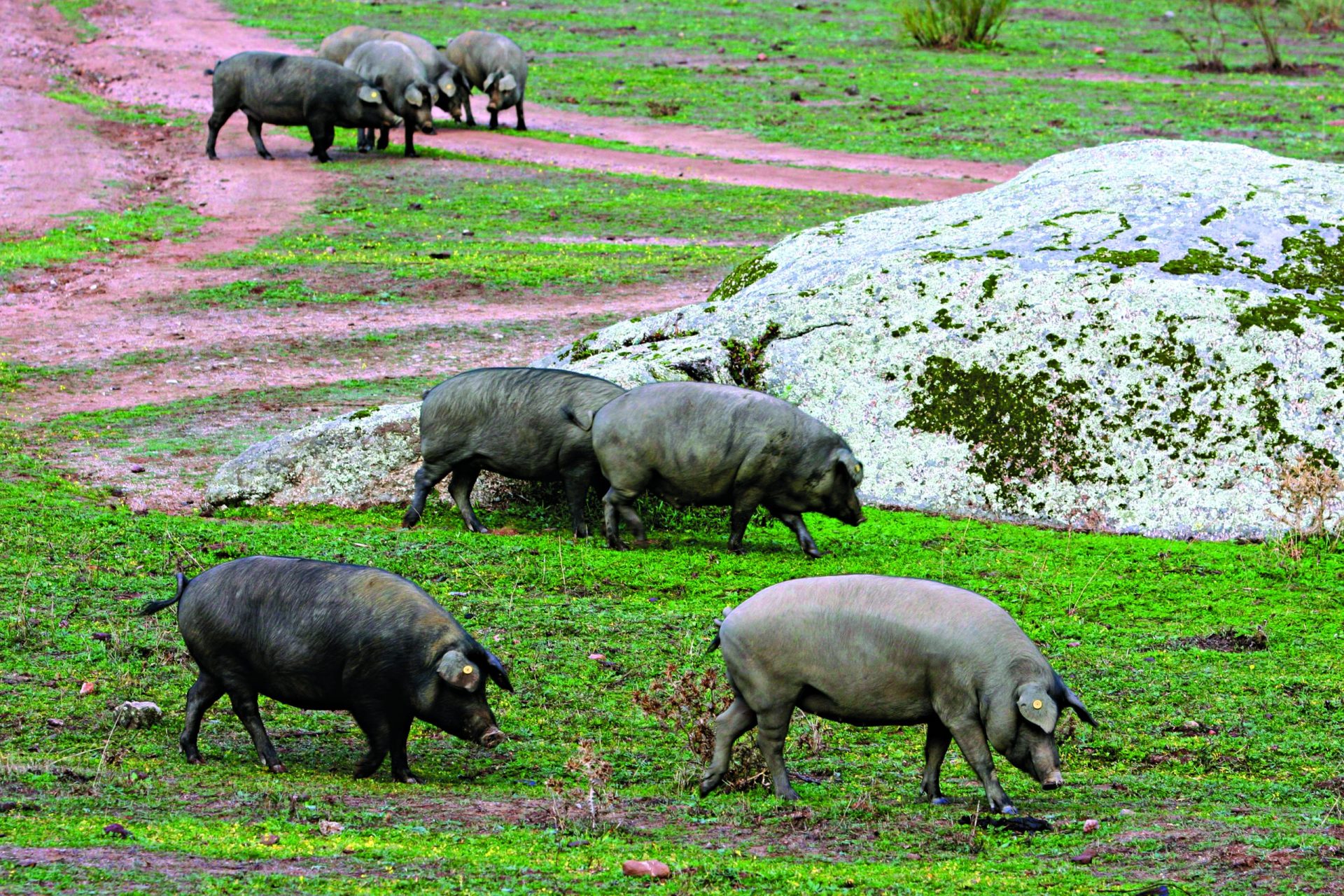 Produtores protestam. “Vamos deixar os porcos morrer à fome?”