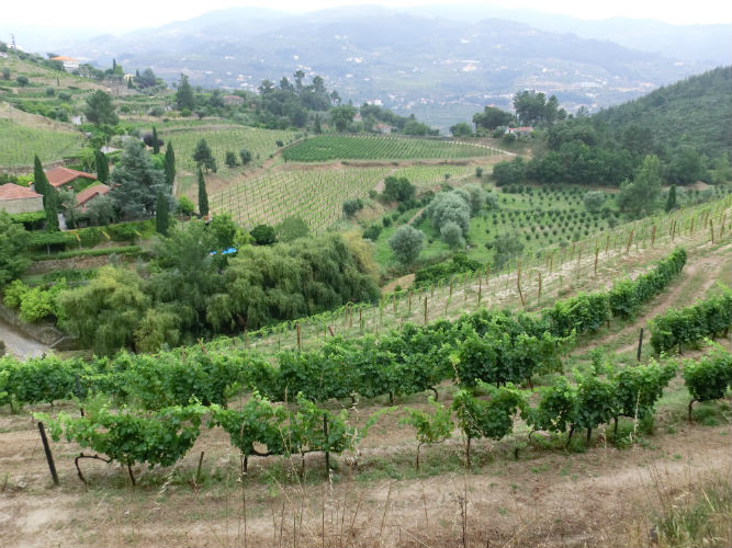 Quinta de Covela: rosé e brancos Edição Nacional 2014 já estão no mercado