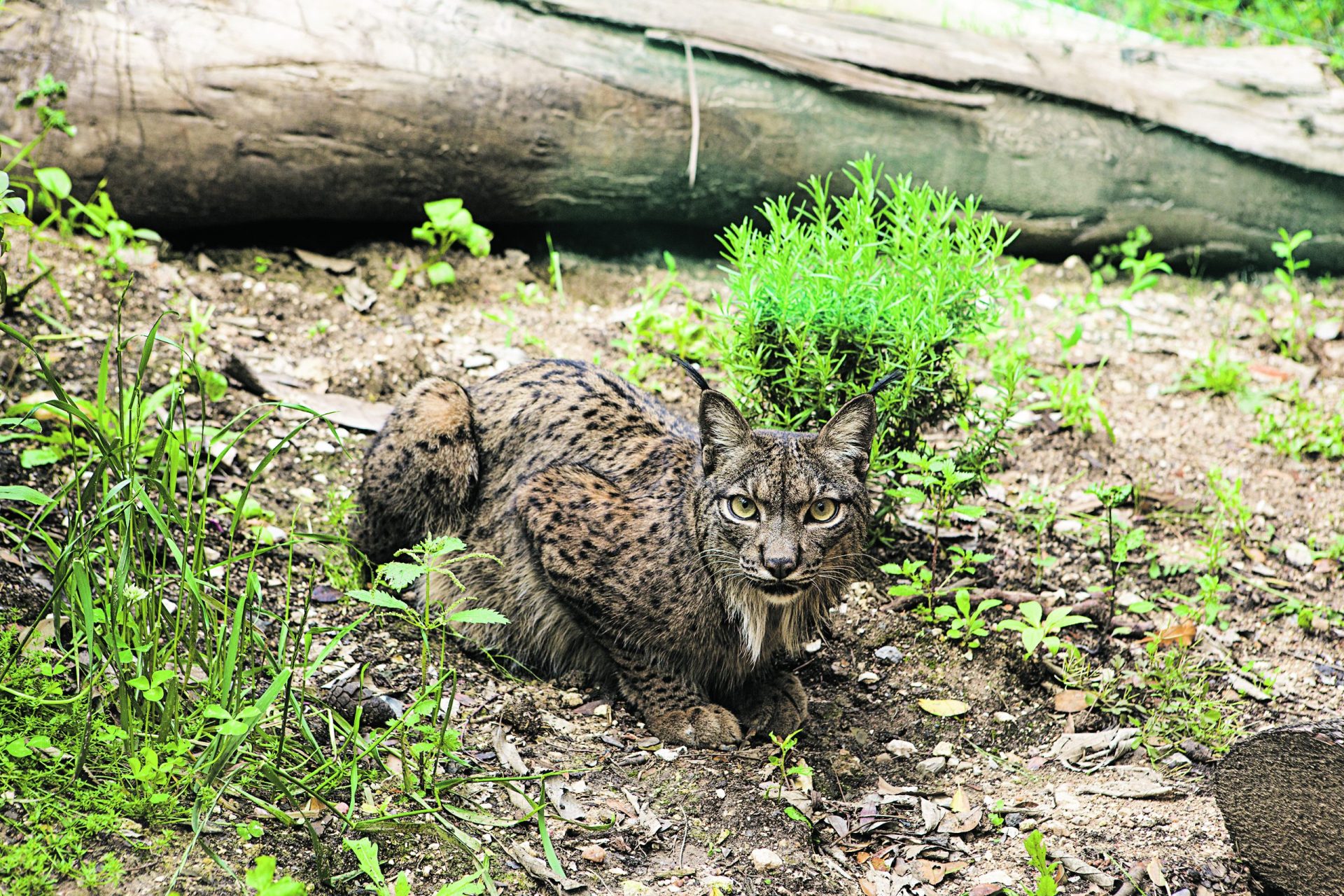 Gamma e Azahar. Os linces do zoo têm uma missão