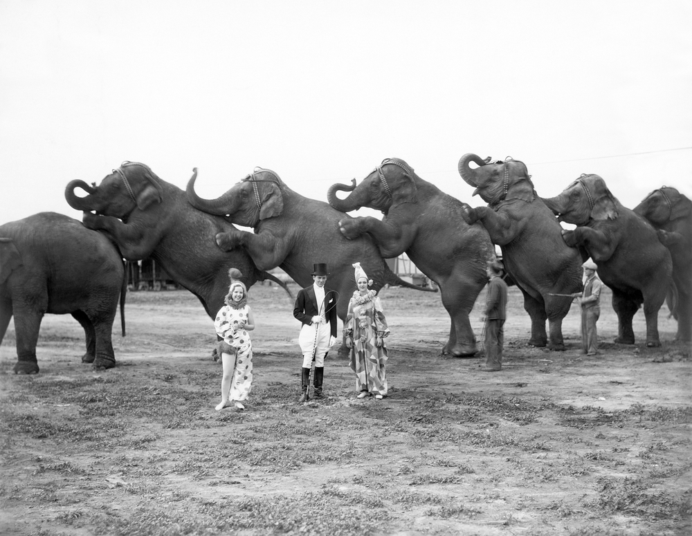 Elefante em fuga de circo matou um homem na Alemanha