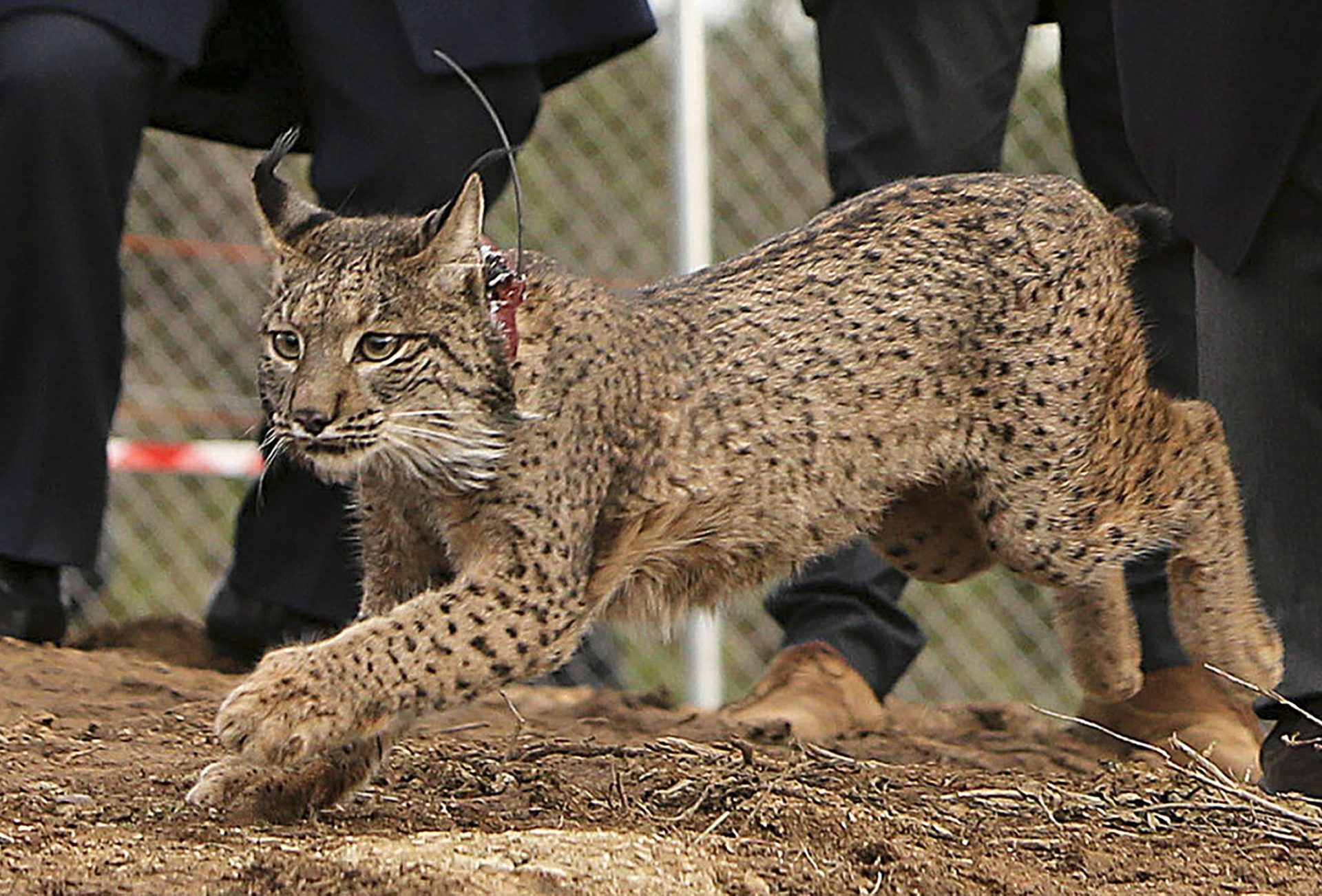 Protecção da Natureza. Assistente no processo crime de morte de lince envenenado