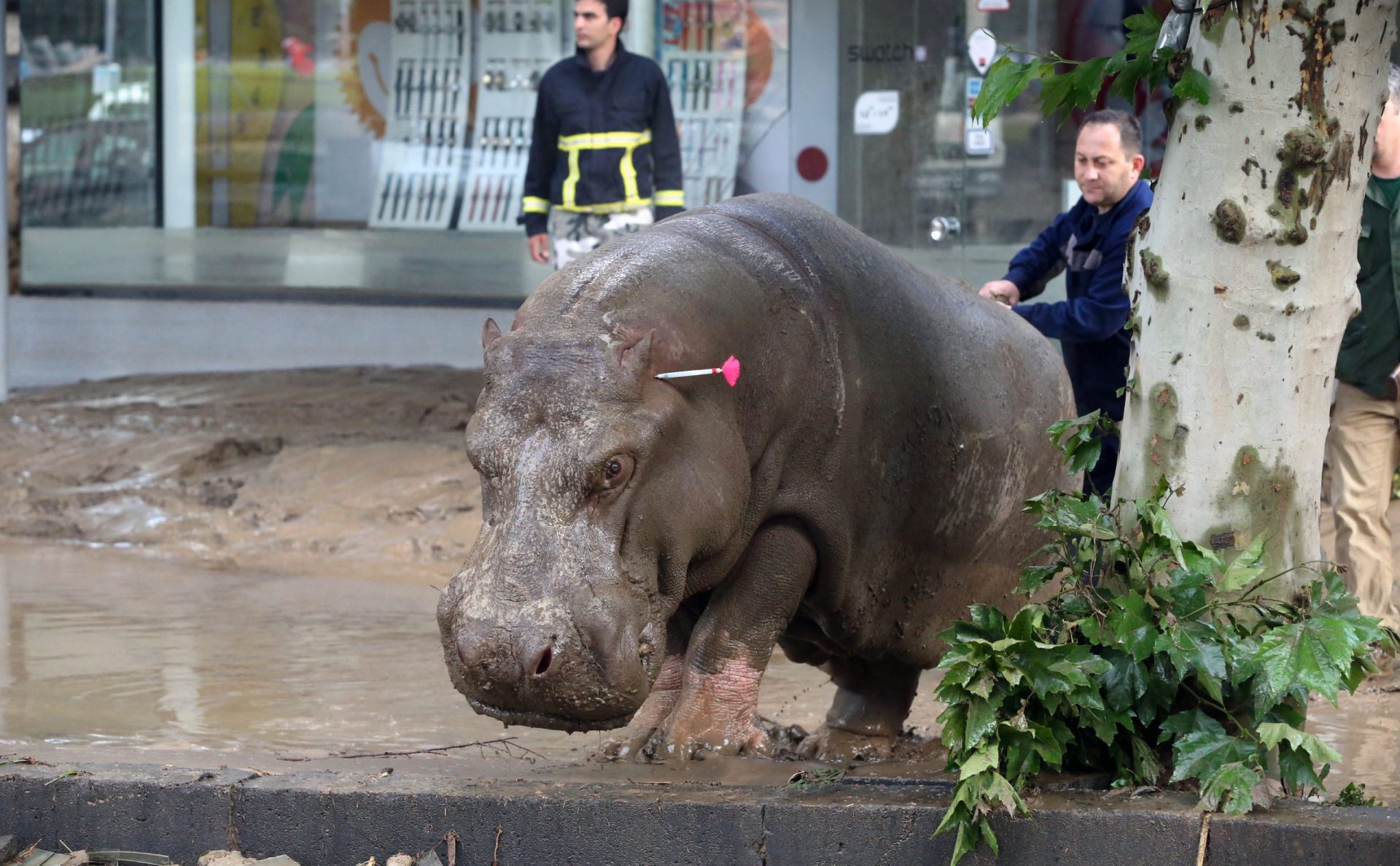 Geórgia. Leão que fugiu do zoo matou um homem