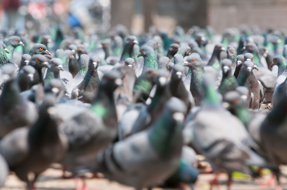 Pombos. Invasão deixa pilotos em alerta