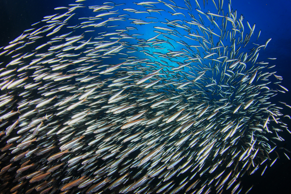 Pesca da sardinha está em risco em Portugal