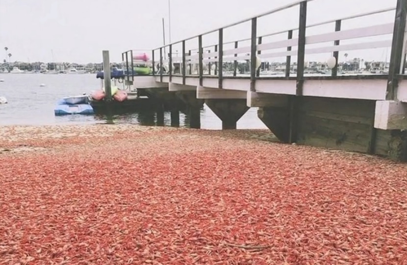 Já viu uma praia de caranguejos? Os californianos sim