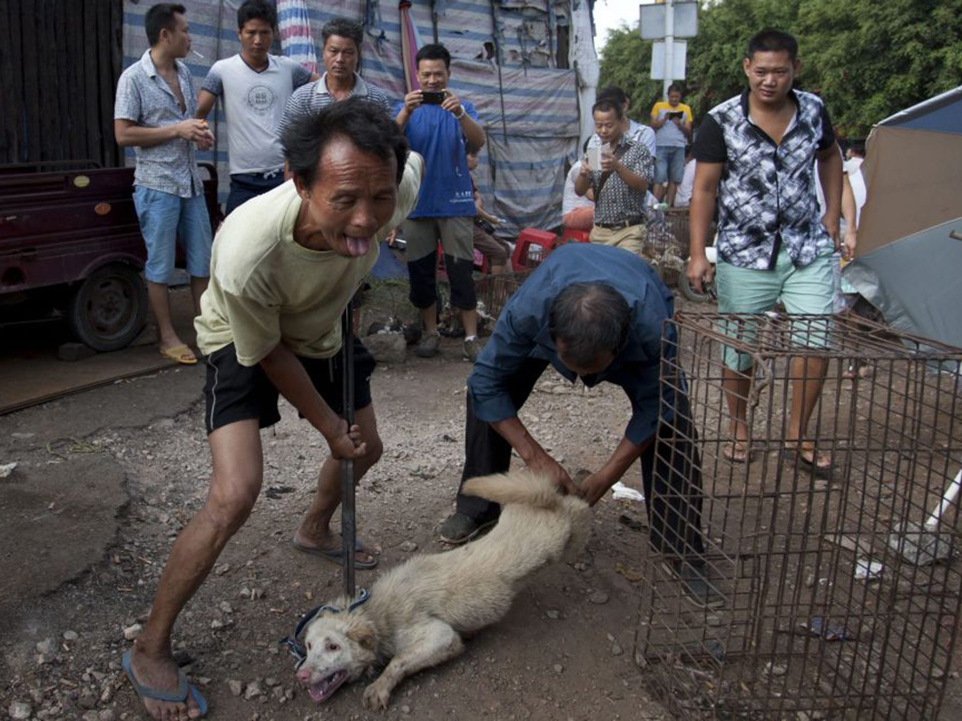 China. Festival de carne de cão: “É como comer peru no Natal”