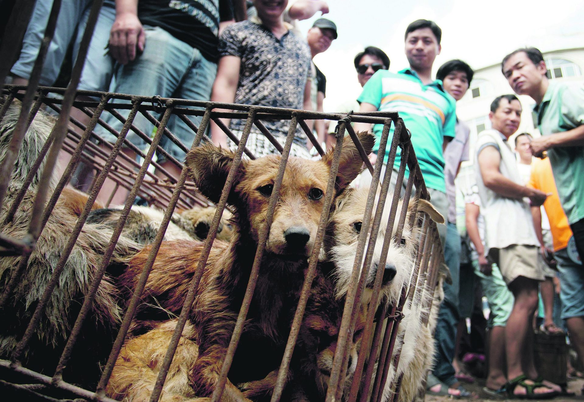 Yulin. O festival em que um cão no prato é a atracção principal