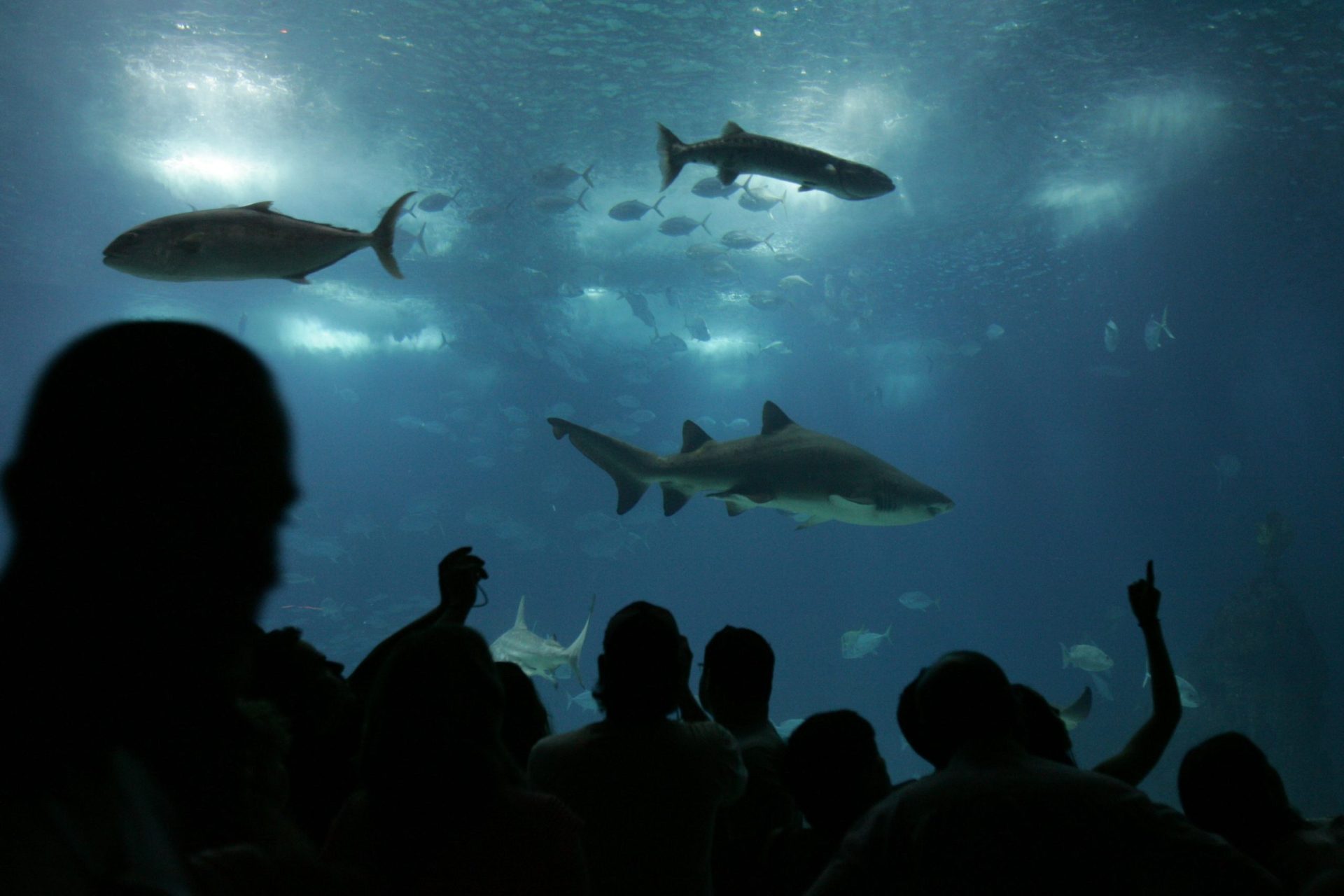 Aspro Parks apresenta candidatura formal ao Oceanário de Lisboa