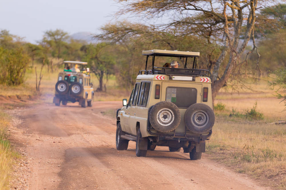 Safari. Já é conhecida a identidade da turista morta por leoa na África do Sul