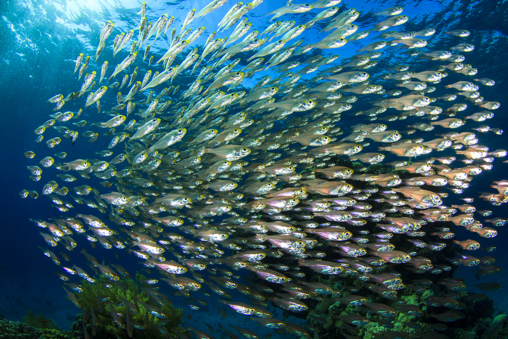 Pesca da sardinha limitada a um décimo no próximo ano