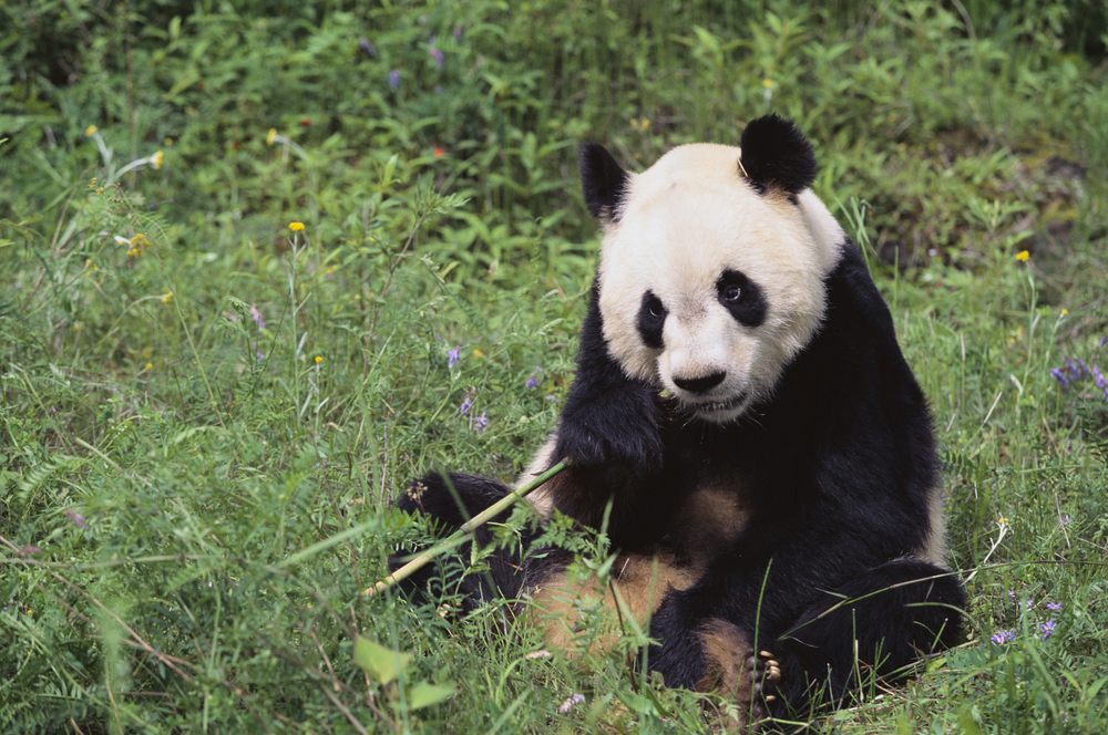 O aniversário de Jia Jia, o panda mais velho do mundo