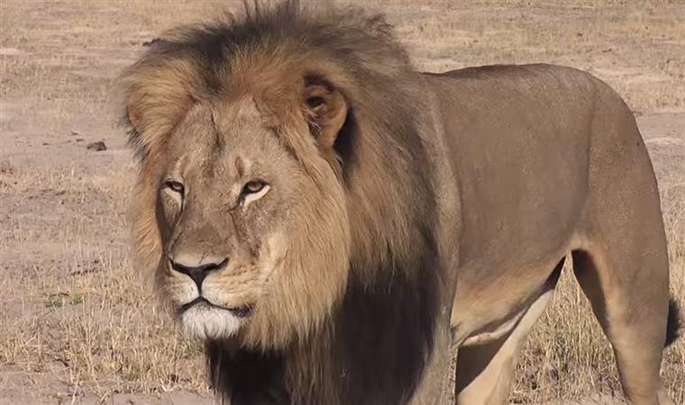 Zimbabué levanta parcialmente restrições à caça de leões, leopardos e elefantes