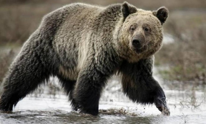 Mãe urso pode ser abatida se for comprovado que matou um homem