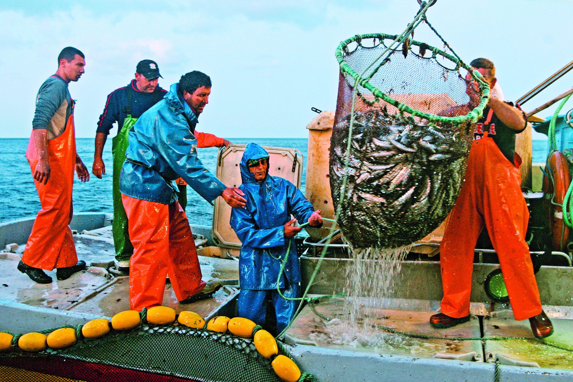 Pesca da sardinha. Se este ano já foi mau, 2016 pode ser 10 vezes pior