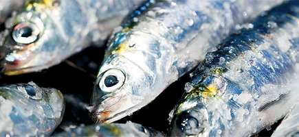 Portimão. Pesca da sardinha interdita a partir do meio-dia de sexta-feira