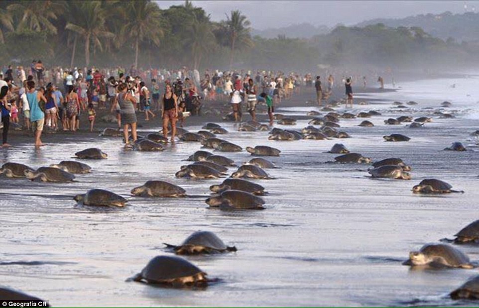 Turistas invadem zona protegida e impedem tartarugas de pôr ovos [vídeo]