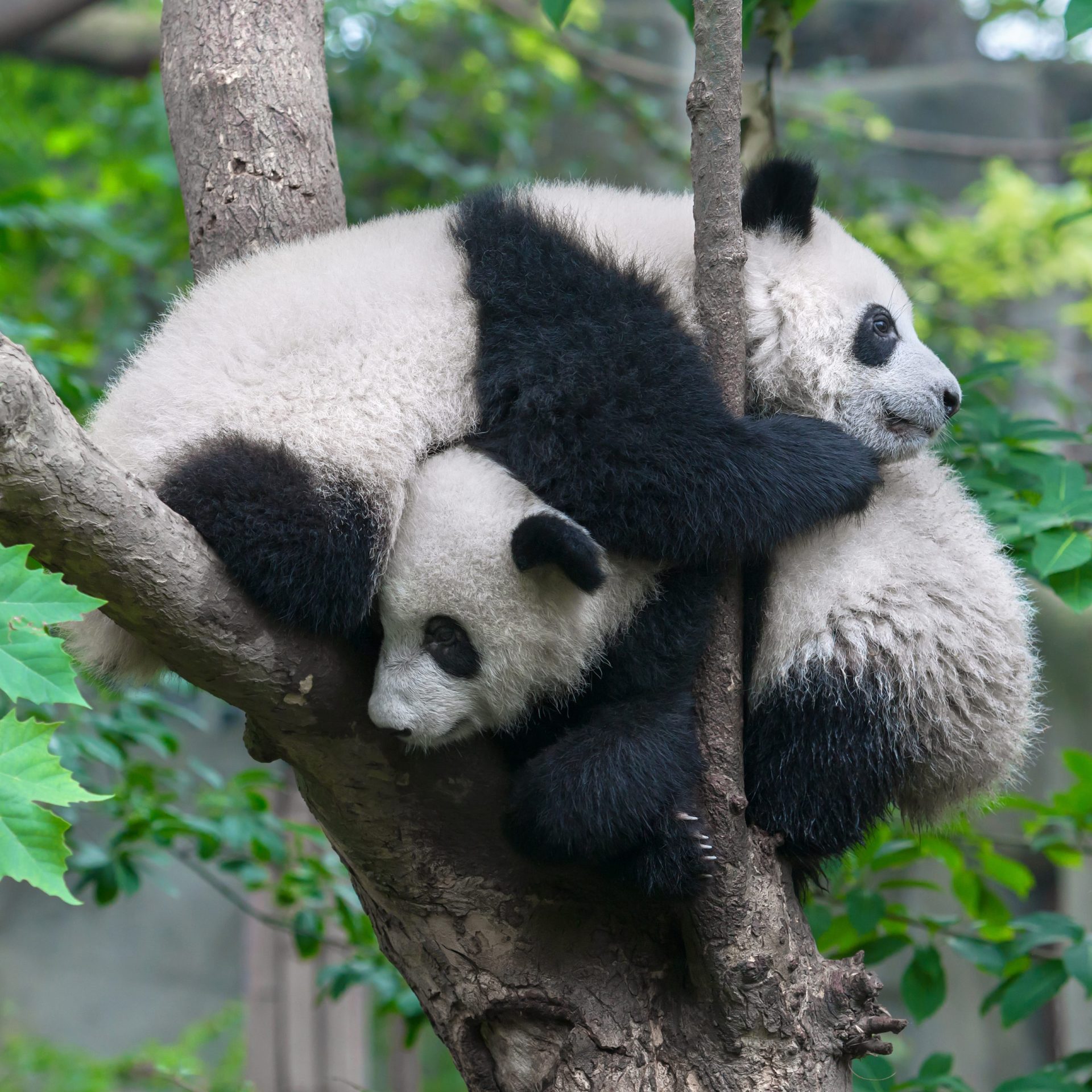 China. Três homens acusados de terem matado um panda