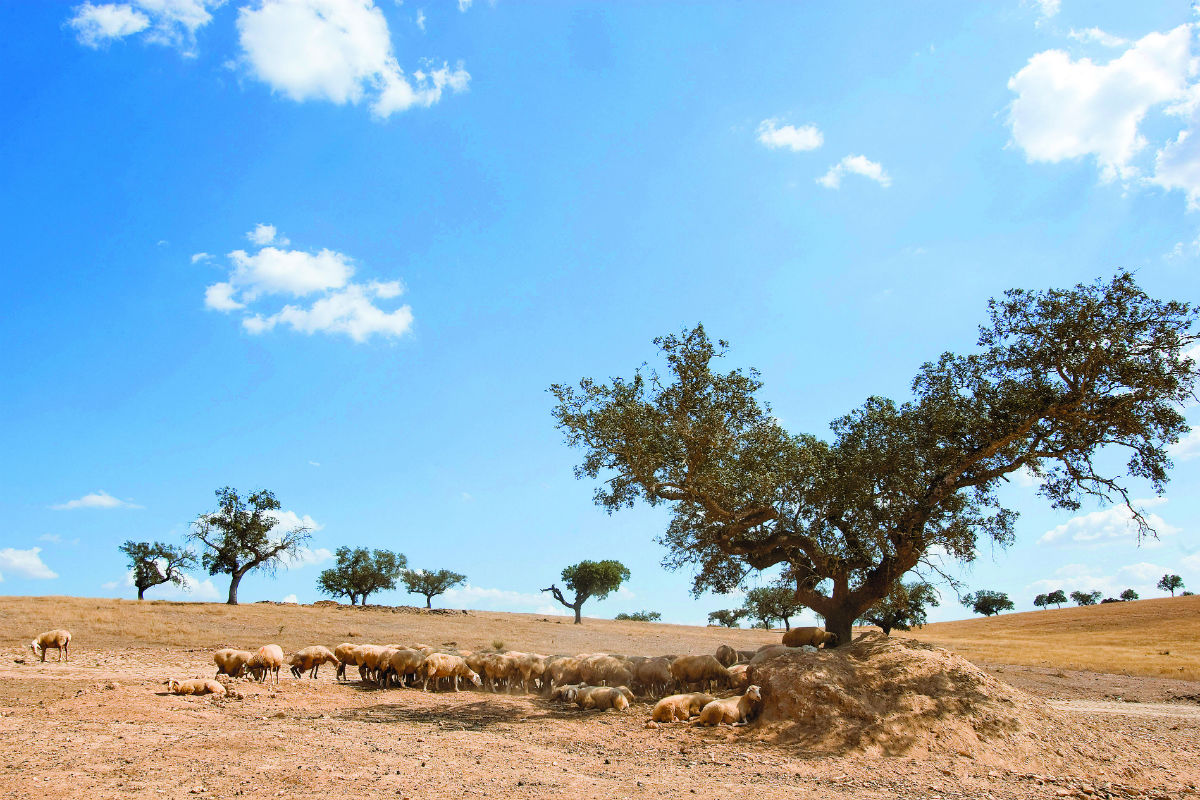 Calor. Seca deste Verão já é a segunda pior dos últimos 70 anos