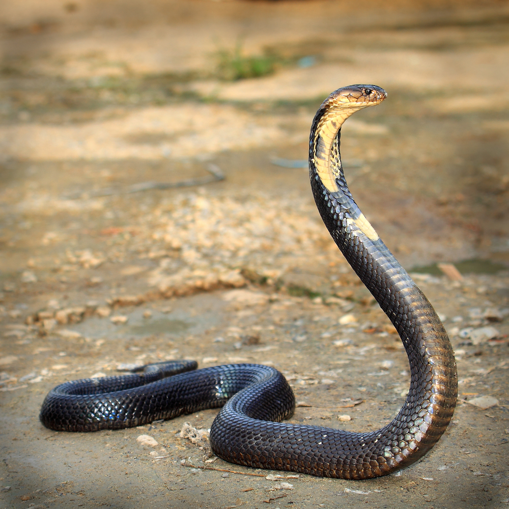 Fim de antídoto para mordeduras de cobras põe milhares em risco