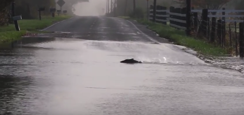 EUA. Fenómeno raro faz com que peixes atravessem uma estrada