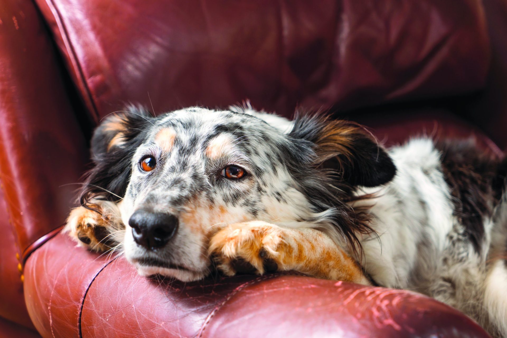 Comportamento animal. O cão está deprimido e a culpa é do dono