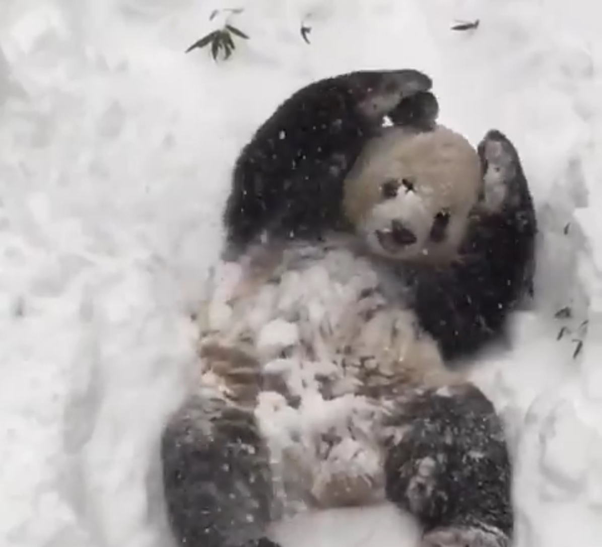 Panda na neve. O vídeo que está a dar que falar [vídeo]