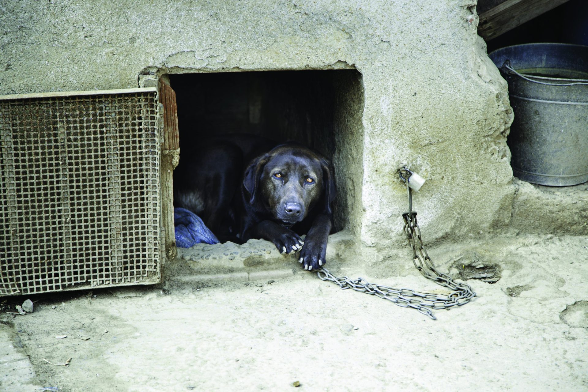 Animais de companhia. GNR recebe 10 denúncias de maus-tratos por dia