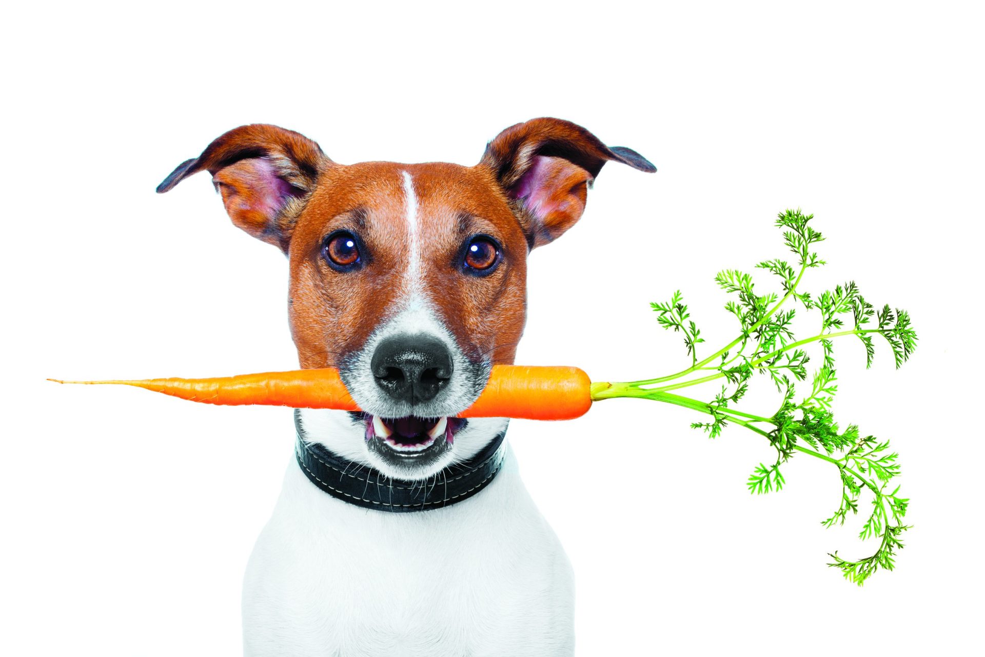 Nutrição animal. Eles também são o que comem