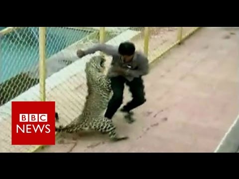 Índia. Leopardo à solta numa escola faz seis feridos