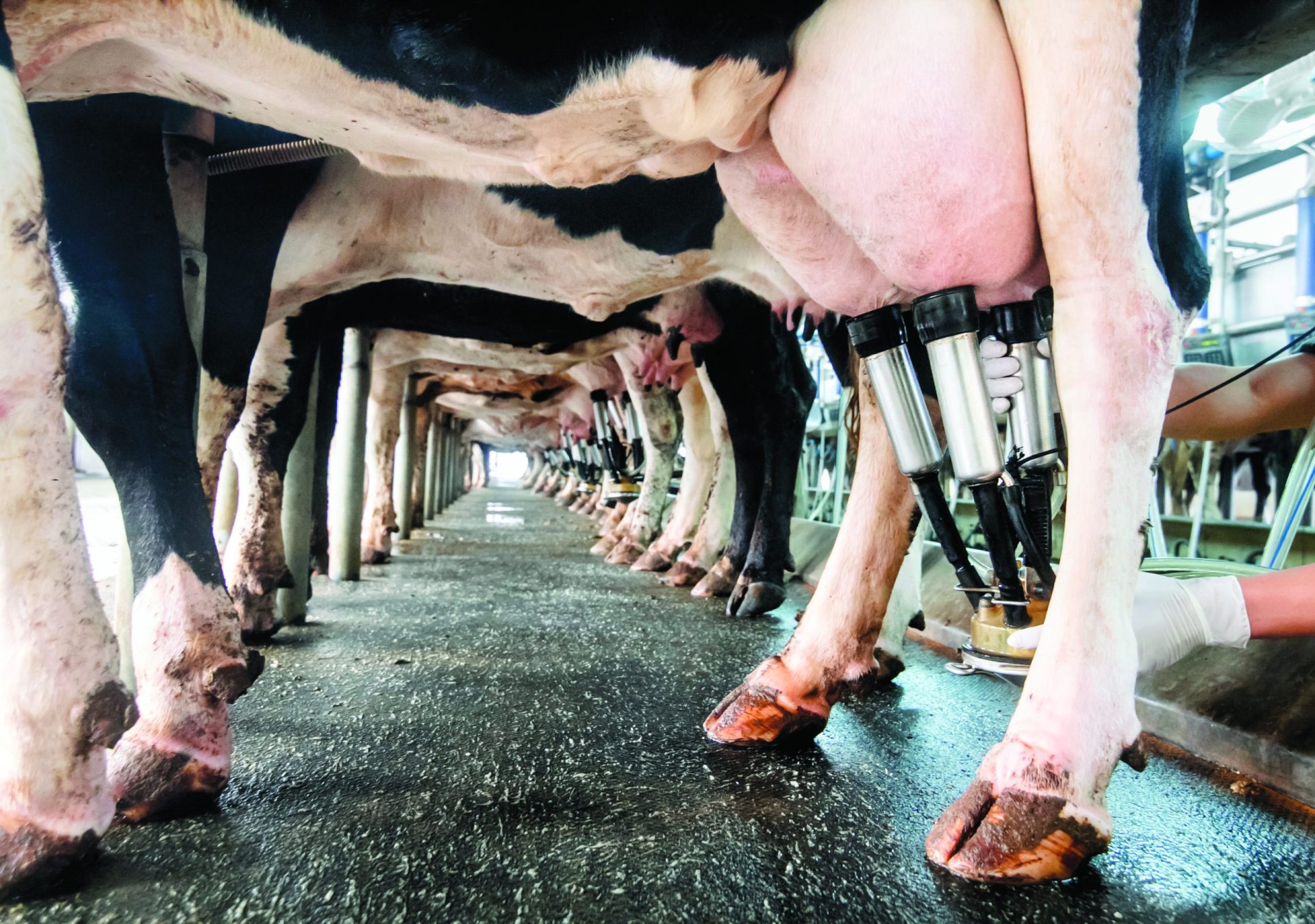 Agricultores alertam para “colapso” nos setores do leite e carne