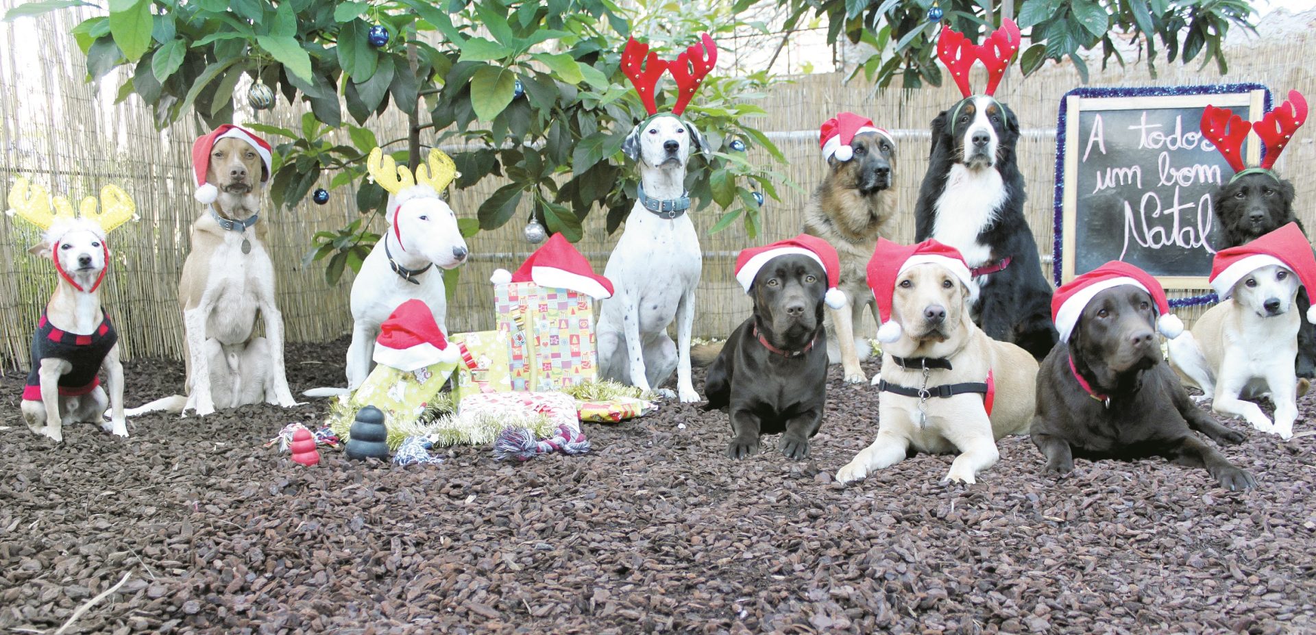 Ateliê. Creche para cães já tem lista de espera