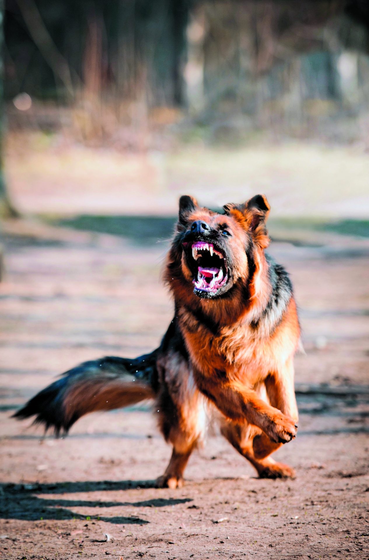 Peniche. Cão solto por associação de proteção animal ataca turista