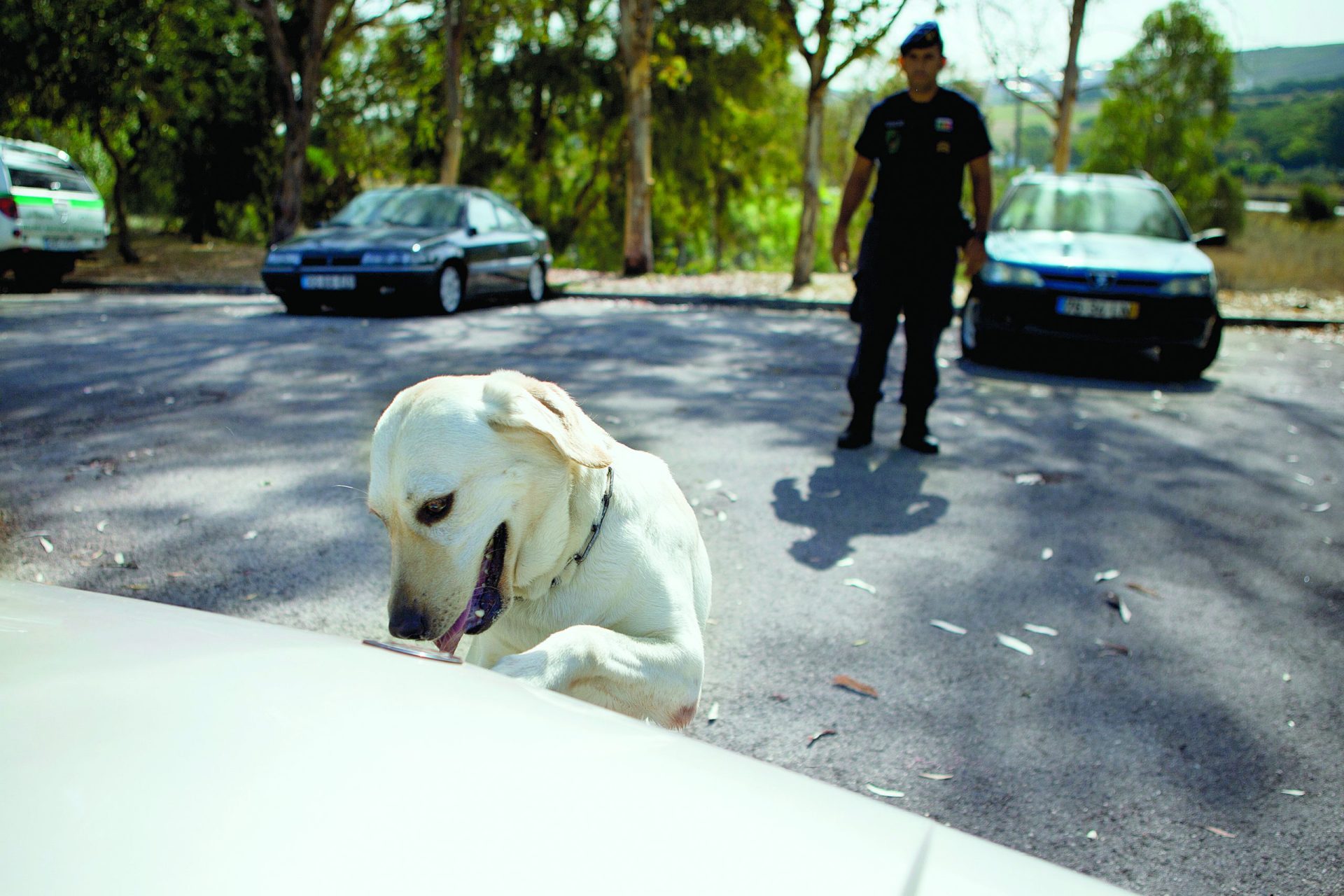 Spring Break. Fiscalizações não impedem droga de chegar a Espanha