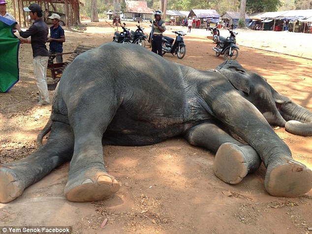 Cambodja. Elefante morre de exaustão após 15 anos a transportar turista
