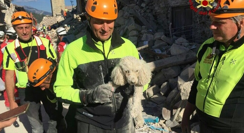 Cão esteve 30 horas debaixo de escombros e sobreviveu