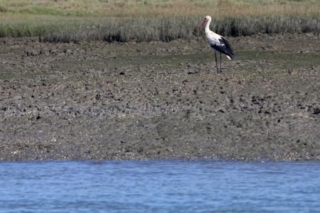 BE apela ao diálogo com a populações de Ria Formosa