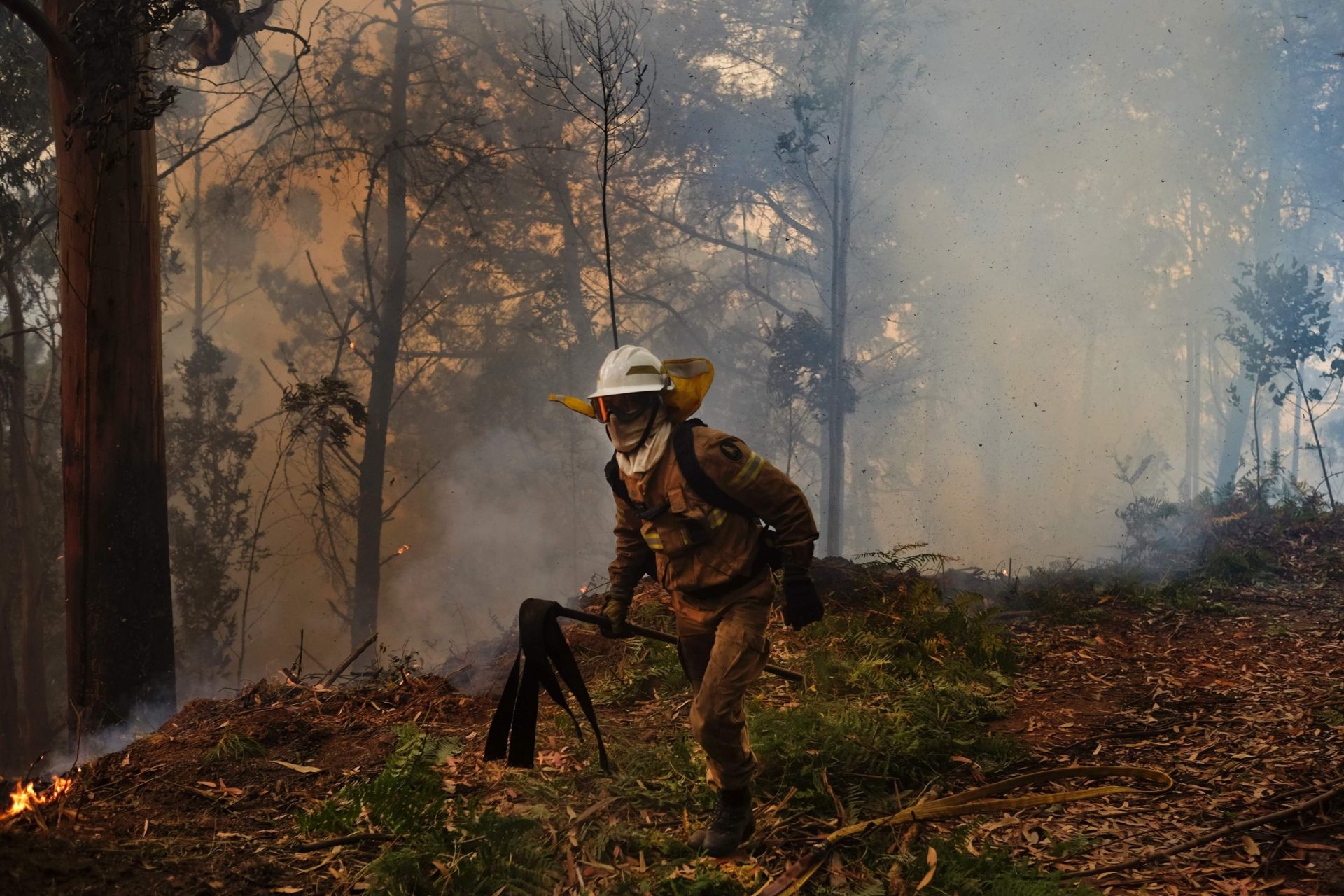 Cinfães. PJ detém agricultor suspeito de atear fogos