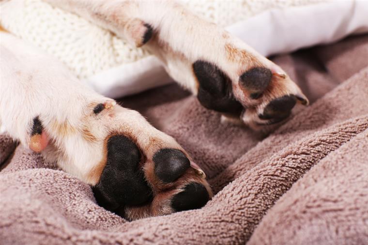 Veterinários pedem comida para animais afetados pelos incêndios