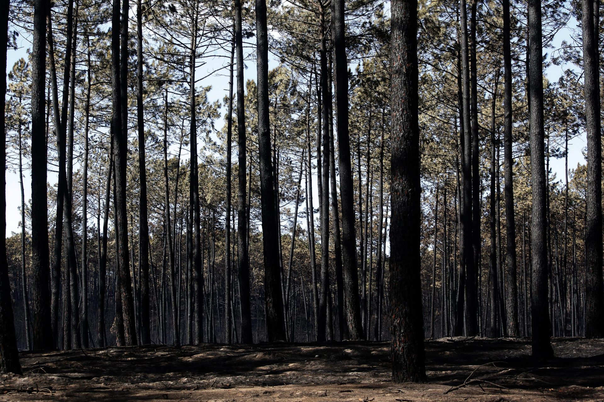 Proteção Civil divulga nomes das vítimas dos incêndios